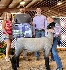 Ashley Club Lambs - Winners